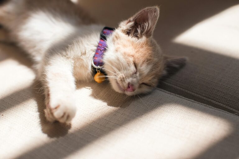 Kedi Aşıları Hakkında Her Şey (FIV, FELV, Karma, Kuduz)