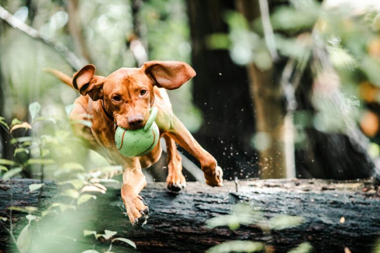 Köpekler İçin En İyi Oyunlar ve Oyuncak Önerileri