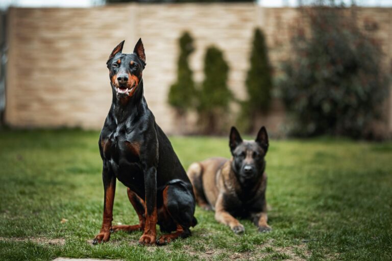 Doberman Sahiplenmeden Önce Bilmeniz Gerekenler