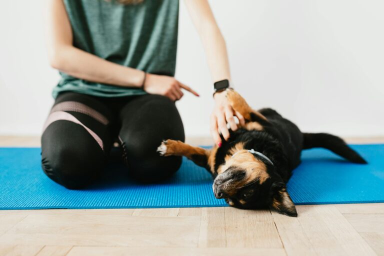 Agresif Köpek Davranışları Nasıl Düzeltilir?