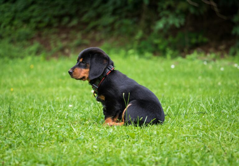 Tuvalet Eğitimi Köpeğe Nasıl Verilir?