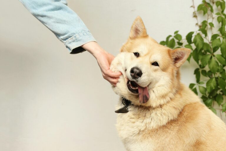 Köpekler Neden Kuyruk Sallar?