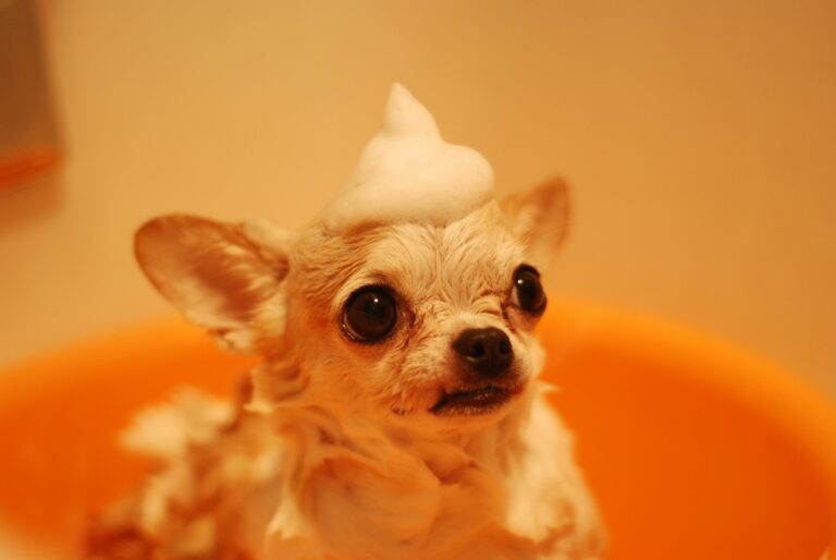 Kedi ve Köpeklerde Banyo Ne Sıklıkla Yapılmalı?