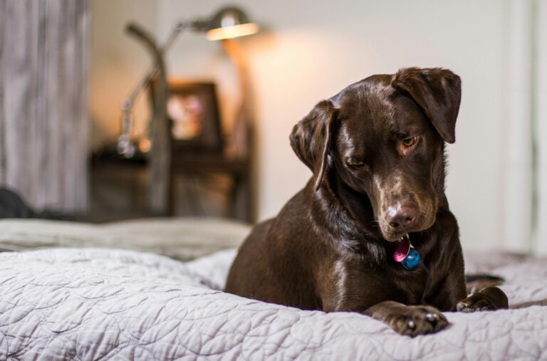 Köpeklerde Deri Problemleri: Kaşıntı, Egzama, Mantar