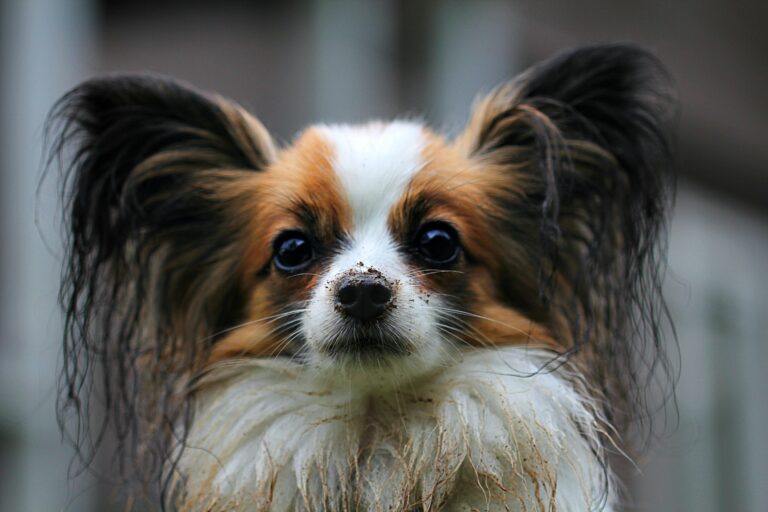 Köpeklerde Kısırlaştırma Kaç Yaşında Yapılmalı? Artıları ve Eksileri
