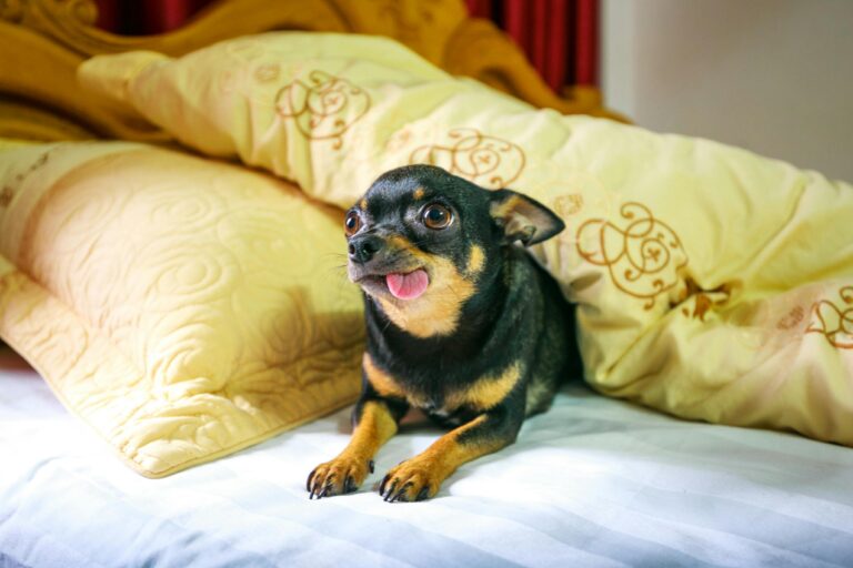Köpeklerde Eğitim: Otur, Bekle, Gel Komutları Nasıl Öğretilir?