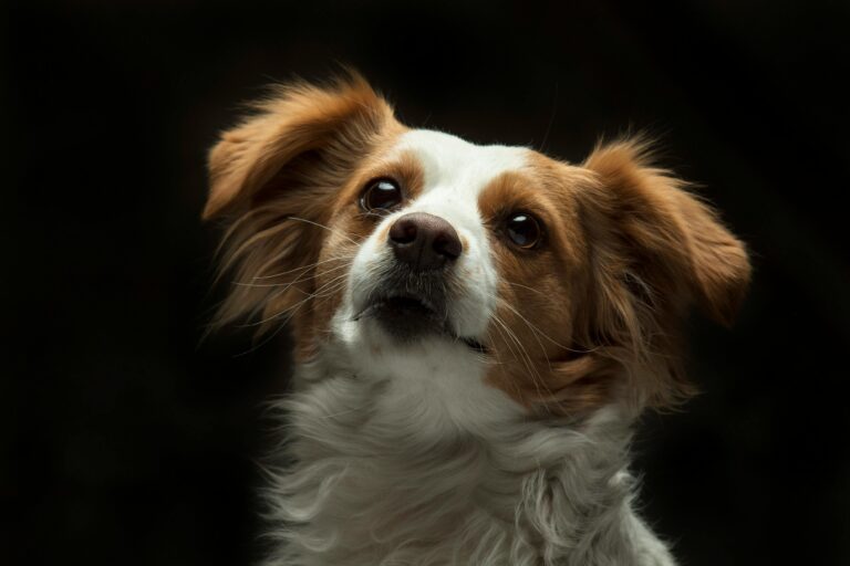 Köpeklere Evde Diş Fırçalama Nasıl Yapılır?