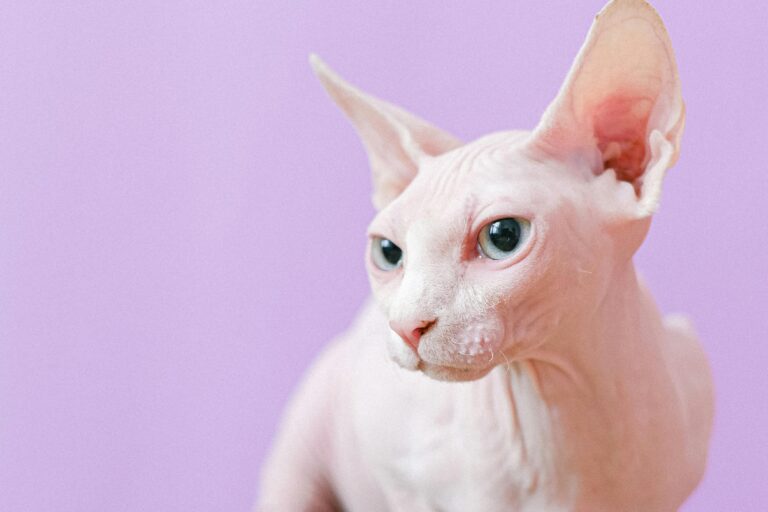 Tüy Dökmeyen Kedi Irkları Hangileri?