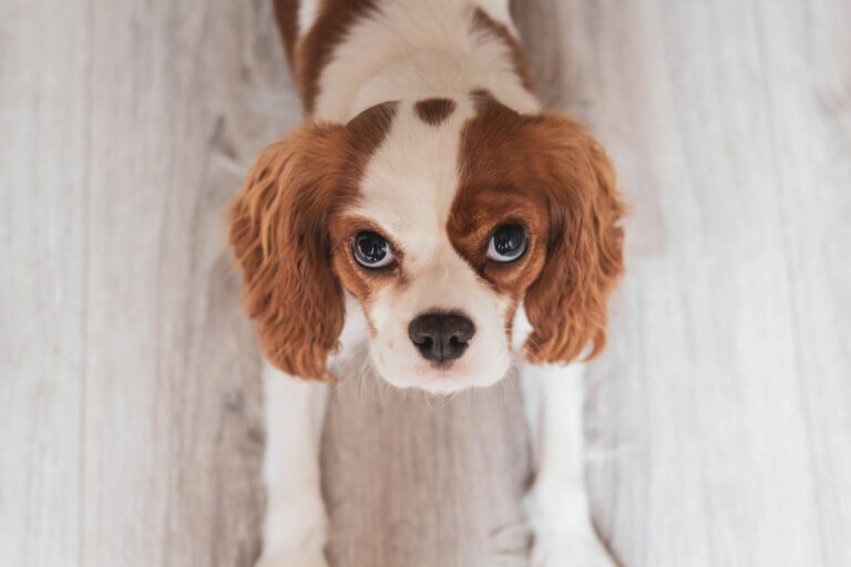 Köpeklerde Kulak Enfeksiyonu Belirtileri ve Tedavi Yöntemleri