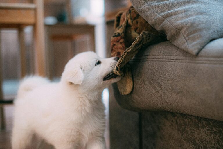 Köpek Eğitimi Nasıl Yapılır? Yeni Başlayanlar İçin Rehber
