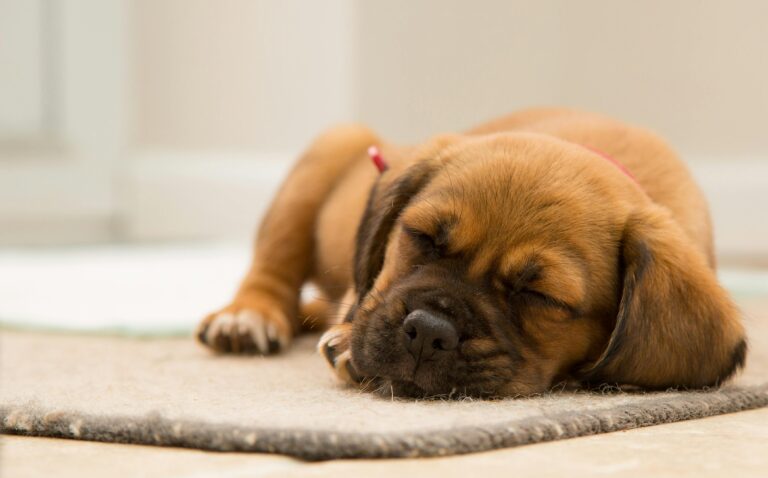 Köpeğim Kusuyor, Ne Yapmalıyım?