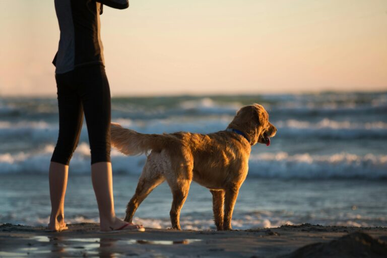 Pozitif Köpek Eğitimi Nedir? Neden Tercih Edilmeli?