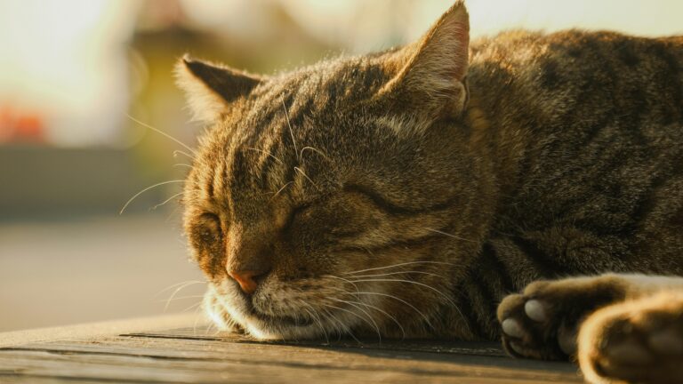 Kedi Aşı Takvimi: Ne Zaman, Hangi Aşılar?